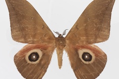 Lobobunaea dargei