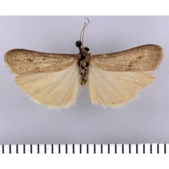 /filer/webapps/moths/media/images/V/vansoni_Entephrilema_HT_TMSA.jpg