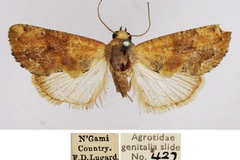 Arcyophora stalii