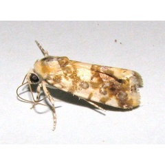 /filer/webapps/moths/media/images/T/transfigurata_Acontia_A_Goff_01.jpg