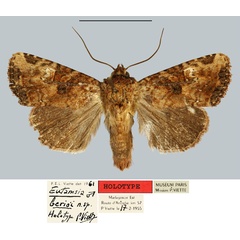 /filer/webapps/moths/media/images/B/berioi_Eutamsia_HT_MNHN.jpg