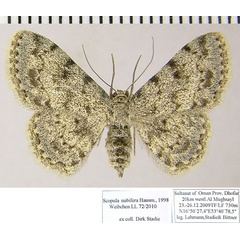 /filer/webapps/moths/media/images/N/nubifera_Scopula_AF_ZSMa.jpg