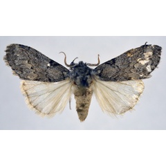 /filer/webapps/moths/media/images/V/varians_Leptolepida_AM_NHMO.jpg