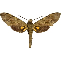 /filer/webapps/moths/media/images/M/morganii_Xanthopan_AM_MCJM.jpg