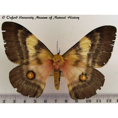 /filer/webapps/moths/media/images/F/fuelleborniana_Ubaena_A_OUMNH_02.jpg