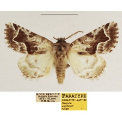 /filer/webapps/moths/media/images/A/argyhorion_Diargyria_PTF_TMSA_01.jpg
