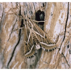 /filer/webapps/moths/media/images/S/striata_Grammiphlebia_A_Roland_09.jpg