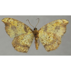 /filer/webapps/moths/media/images/F/falcula_Milocera_AF_ZSMb.jpg
