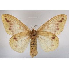 /filer/webapps/moths/media/images/T/tessmanni_Lechriolepis_AF_MGCLb_01.jpg