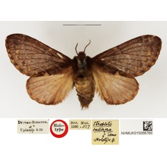 /filer/webapps/moths/media/images/C/callizona_Streblote_HT_NHMUK.jpg