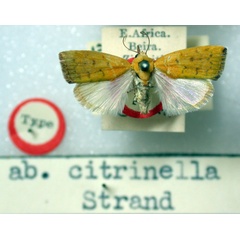 /filer/webapps/moths/media/images/C/citrinella_Earias_HT_BMNH.jpg