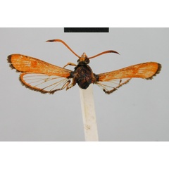 /filer/webapps/moths/media/images/P/pyrethra_Synanthedon_HT_BMNH.jpg