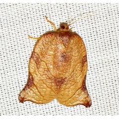 /filer/webapps/moths/media/images/O/occidentalis_Choristoneura_F_Braun_03.jpg
