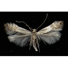 /filer/webapps/moths/media/images/S/saligna_Phyllocnistis_A_Vorder26101971_MHNG.jpg