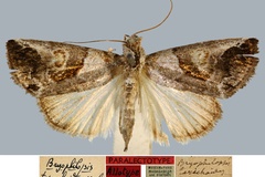 Bryophilopsis tarachoides