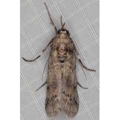 /filer/webapps/moths/media/images/C/cactorum_Cactoblastis_AM_Heyns_02.jpg