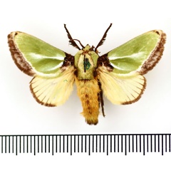 /filer/webapps/moths/media/images/E/euchlora_Parasa_AM_BMNH.jpg