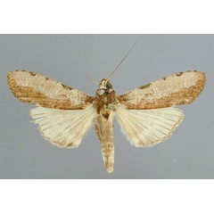 /filer/webapps/moths/media/images/A/atrifasciata_Scrancia_A_RMCA_02.jpg