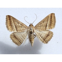 /filer/webapps/moths/media/images/A/arefacta_Rhabdophera_A_Goff_01.jpg