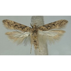 /filer/webapps/moths/media/images/P/portosanctana_Scrobipalpa_AM_ZMHB_02.jpg