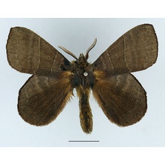 /filer/webapps/moths/media/images/I/insularis_Closterothrix_AM_Basquin_01.jpg