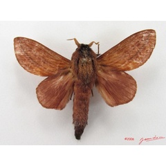 /filer/webapps/moths/media/images/L/lineatum_Cheligium_A_Alberta_01.jpg