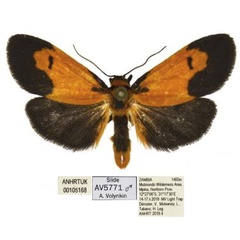 /filer/webapps/moths/media/images/S/smithi_Tumicla_AM_ANHRT.jpg