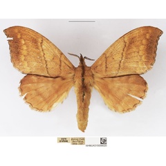 /filer/webapps/moths/media/images/S/siccifolia_Leipoxais_AF_NHMUK.jpg