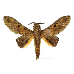 /filer/webapps/moths/media/images/A/alena_Gastroplakaeis_AM_Basquin_01.jpg