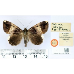 /filer/webapps/moths/media/images/O/obvia_Achaea_ST_BMNH.jpg