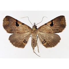 /filer/webapps/moths/media/images/G/goleta_Rhesala_AF_TMSA_01.jpg