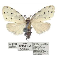 /filer/webapps/moths/media/images/F/foya_Siccia_HT_ANHRT_84HmWf6.jpg