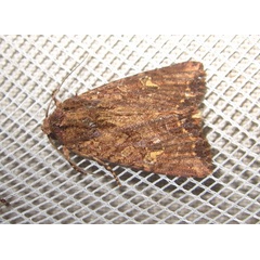 /filer/webapps/moths/media/images/T/tenera_Feliniopsis_A_Bippus.jpg