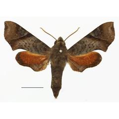 /filer/webapps/moths/media/images/N/nitida_Temnora_AF_Basquin.jpg