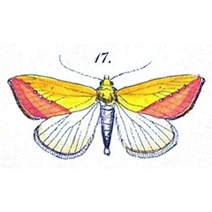 /filer/webapps/moths/media/images/S/sacraria_Thalpochares_HT_Felder_1875_108-17.jpg