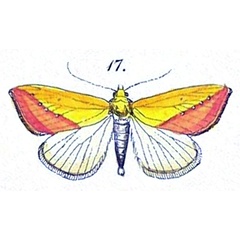 /filer/webapps/moths/media/images/S/sacraria_Thalpochares_HT_Felder_1875_108-17.jpg