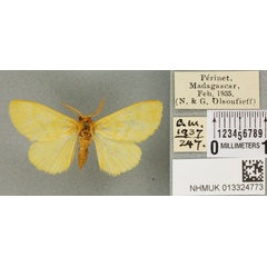 /filer/webapps/moths/media/images/S/silacea_Euproctis_PT_BMNH_03a.jpg