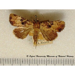 /filer/webapps/moths/media/images/I/indigna_Feliniopsis_A_OUMNH.jpg