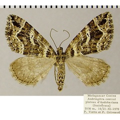 /filer/webapps/moths/media/images/L/lacrimans_Haplolabida_AF_ZSM_01.jpg