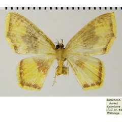 /filer/webapps/moths/media/images/M/mediofusca_Eois_AM_ZSM_03.jpg