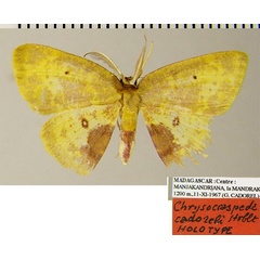 /filer/webapps/moths/media/images/C/cadorelae_Chrysocraspeda_HT_ZSMa.jpg