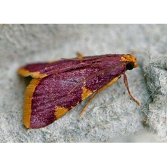 /filer/webapps/moths/media/images/I/ignefimbrialis_Hypsopygia_A_Voaden.jpg