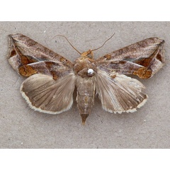 /filer/webapps/moths/media/images/E/emarginata_Oraesia_A_Butler.jpg