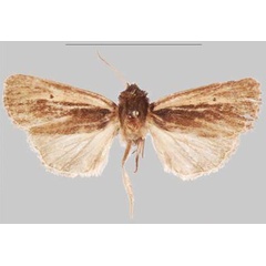 /filer/webapps/moths/media/images/K/kalinzu_Sciomesa_PTM_NHMUKa.jpg