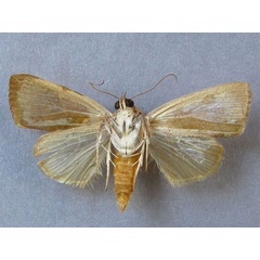 /filer/webapps/moths/media/images/A/arcuata_Maurilia_A_Baron_02.jpg