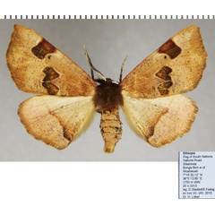 /filer/webapps/moths/media/images/N/nigerrima_Drepanogynis_AM_ZSMa.jpg