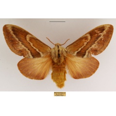 /filer/webapps/moths/media/images/B/bifascia_Eutricha_AF_TMSA_01.jpg