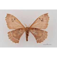 /filer/webapps/moths/media/images/D/digennaroi_Eosia_HT_RBINS_02.jpg