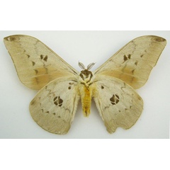 /filer/webapps/moths/media/images/M/maculata_Pseudobunaea_HT_NHMUKb.jpg