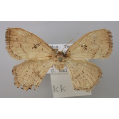 /filer/webapps/moths/media/images/L/larsa_Ectropona_PT_RMCA.jpg